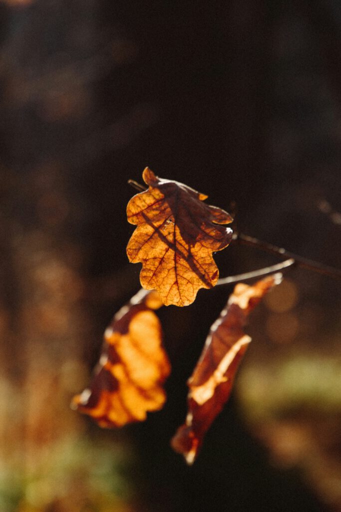 November_Licht